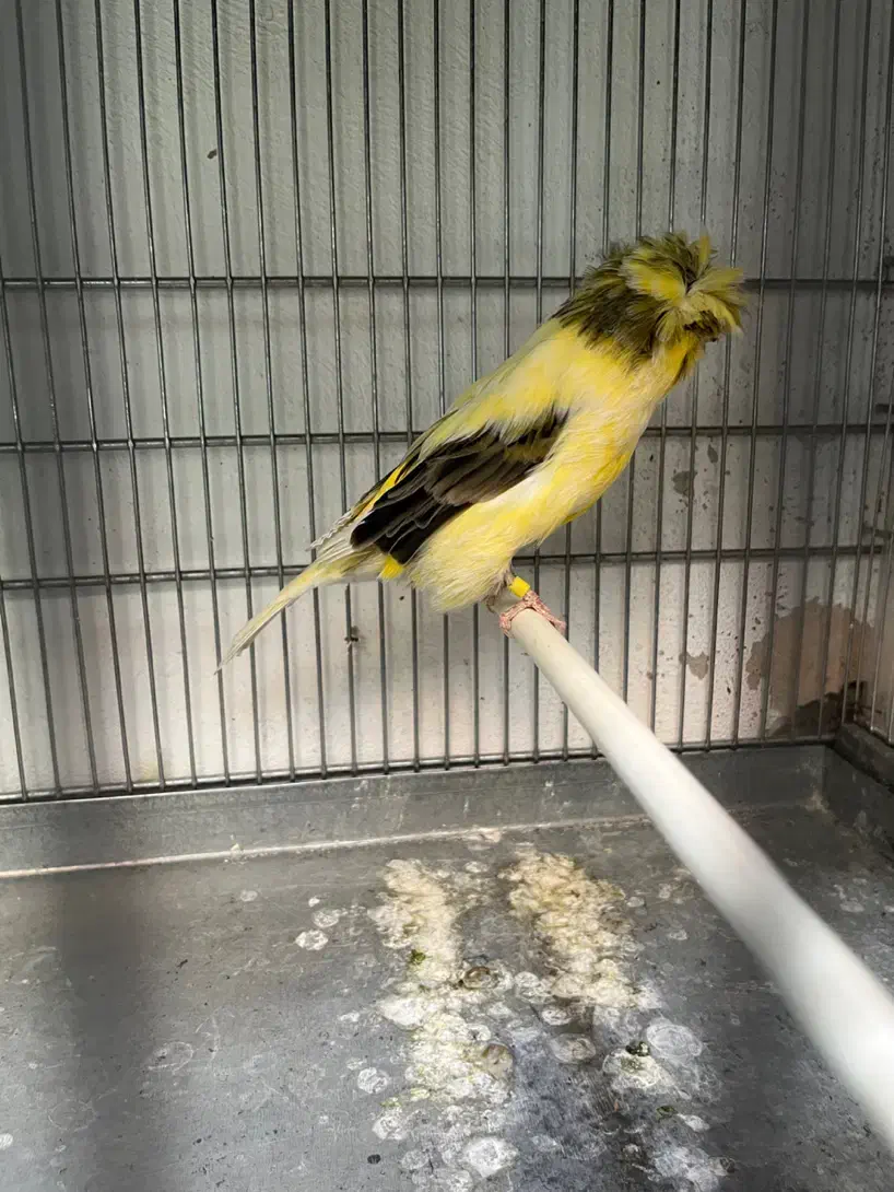 قناری کرست رسمی بلند|پرنده|تهران, خاوران|دیوار