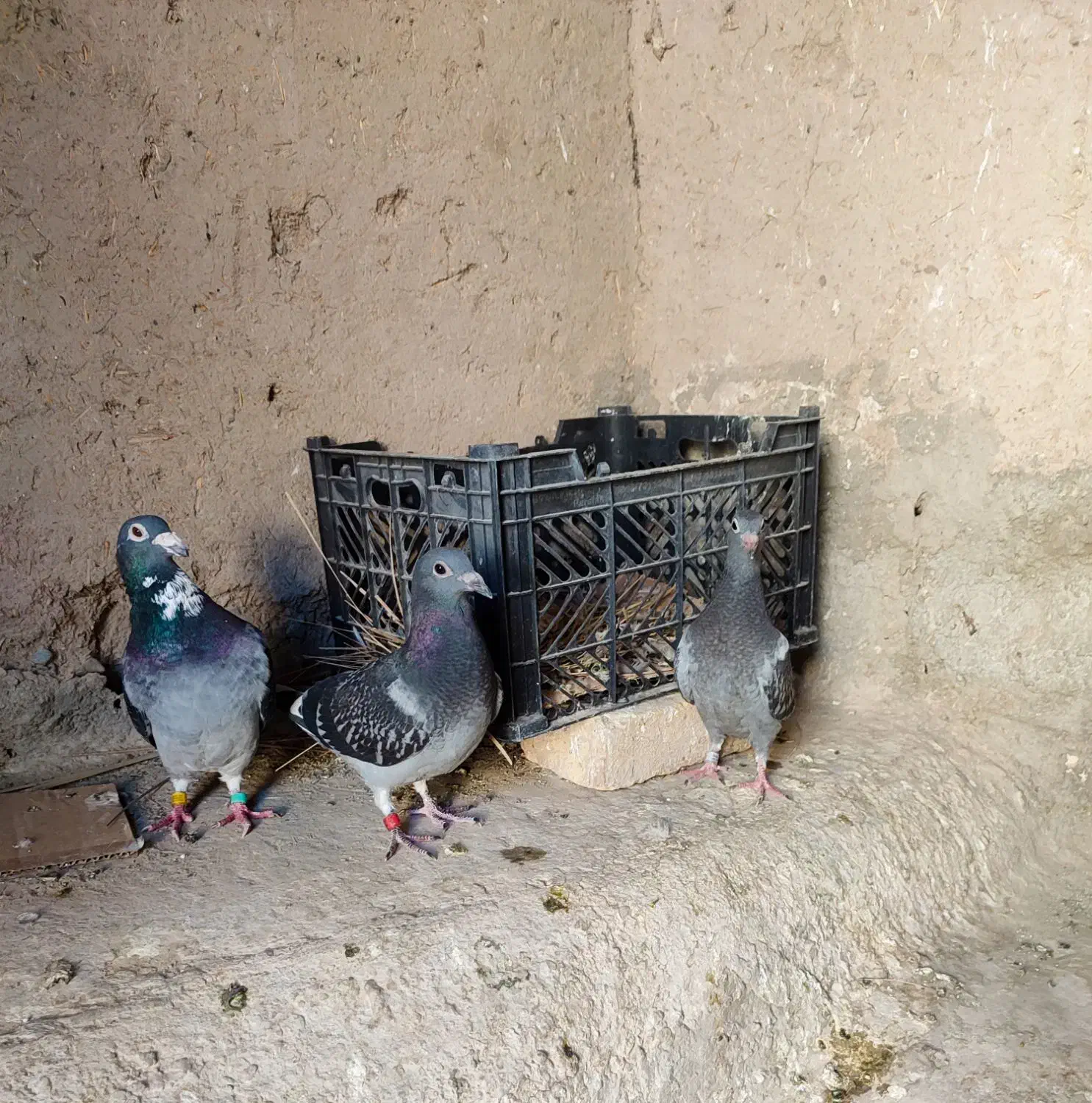 نرو ماده با جوجه|پرنده|سراوان, |دیوار