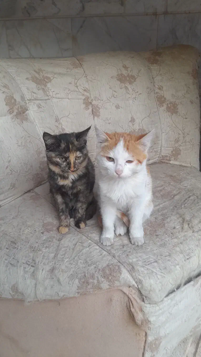 واگذاری گربه|گربه|مراغه, |دیوار