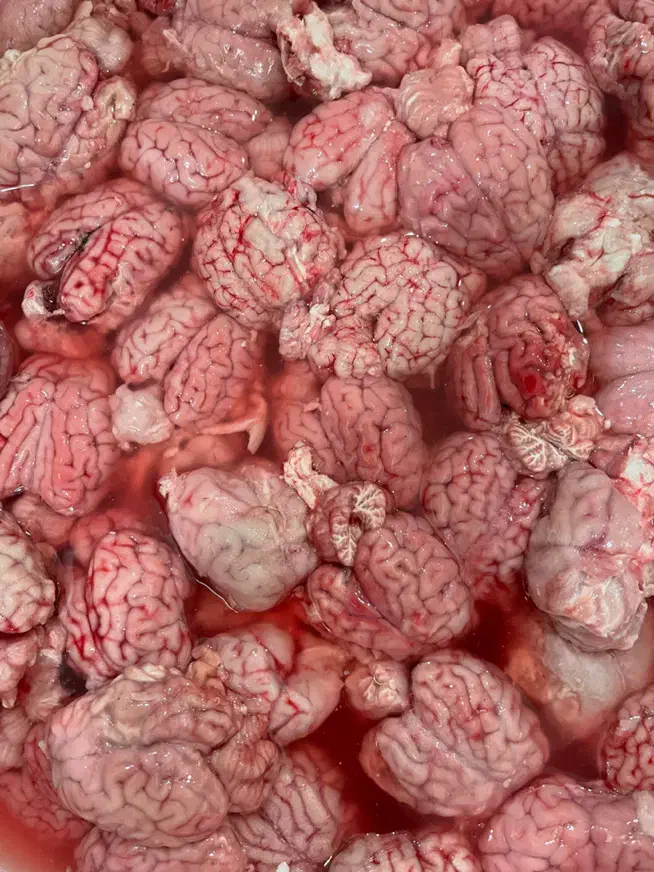 کله پاچه زبان گوسفندی مغز سیرابی عمده|خوردنی و آشامیدنی|تهران, امیر بهادر|دیوار