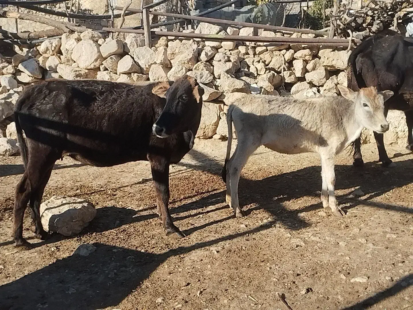 گاو با گوساله|حیوانات مزرعه|مارگون, |دیوار