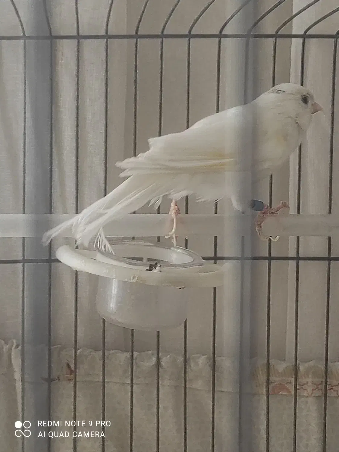 قناری سفید|پرنده|محمدشهر, شهرک پیام (مهرالبرز)|دیوار