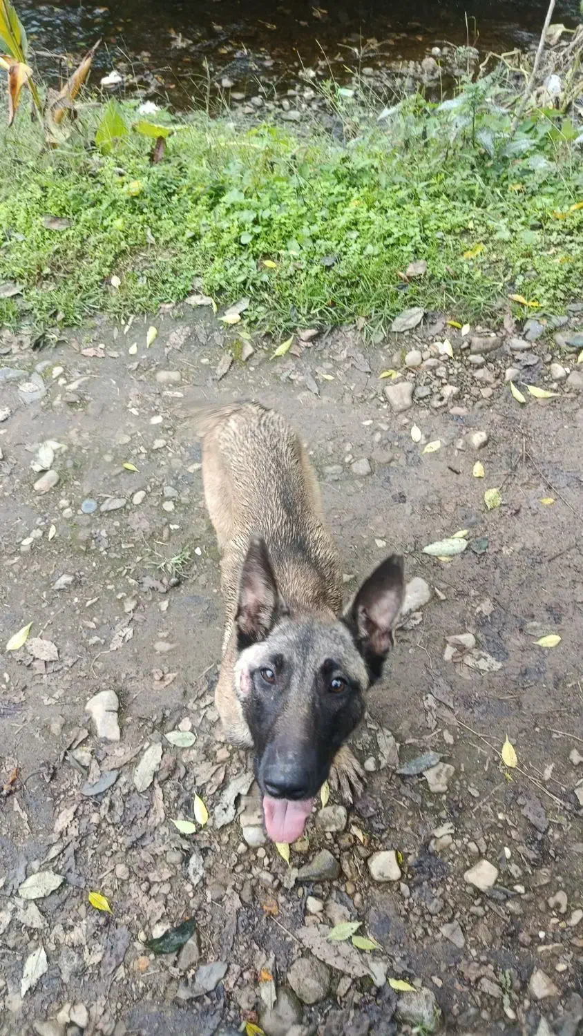 سگ مالینویز|سگ|رحیمآباد, |دیوار