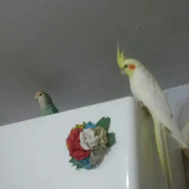 گم شده|حیوانات|پرند, فاز ۵|دیوار