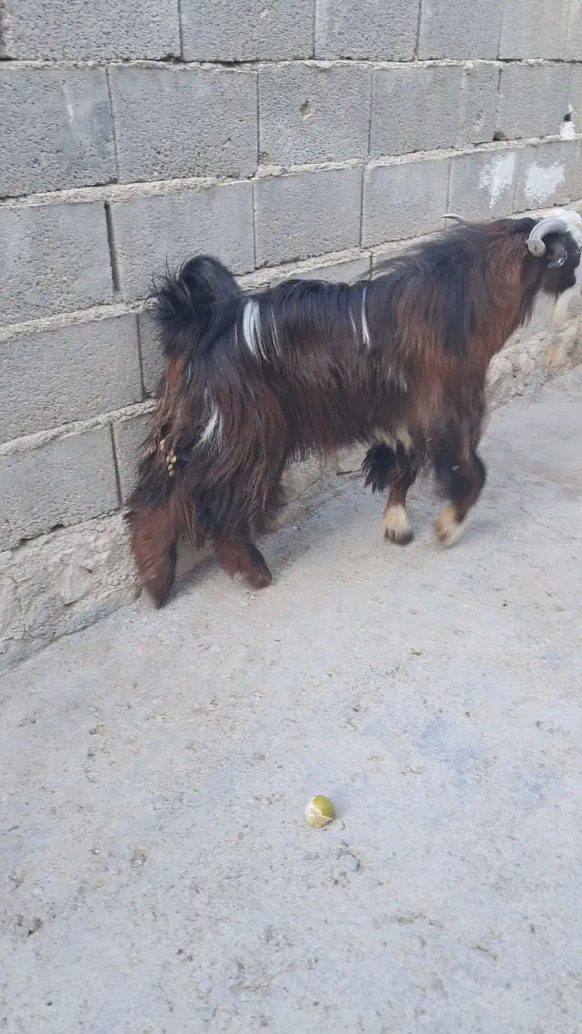 کهره نر|حیوانات مزرعه|جم, |دیوار