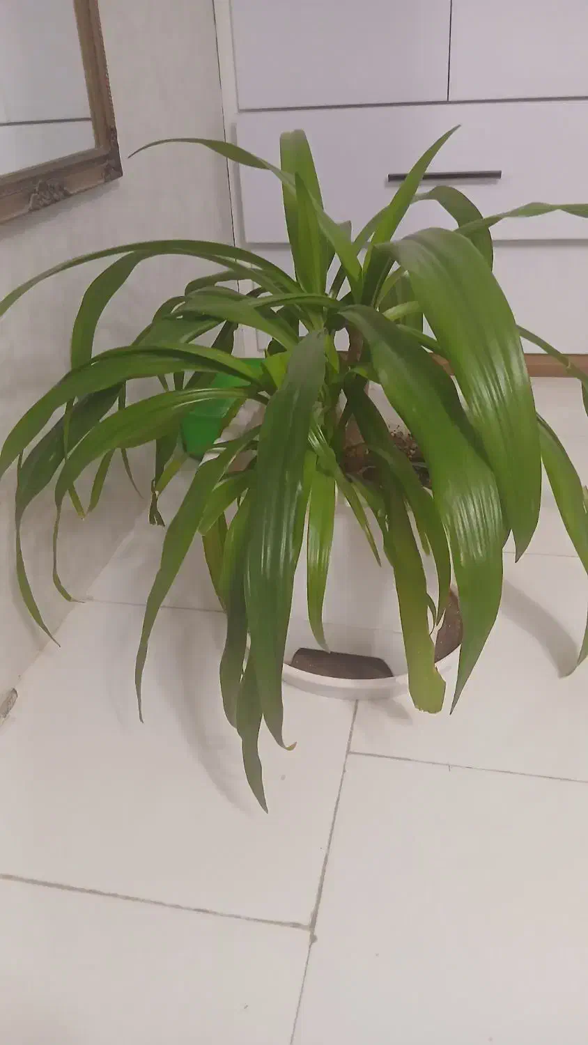 گل وگیاه وگلدان|گل و گیاه طبیعی|فولادشهر, فولادشهر|دیوار