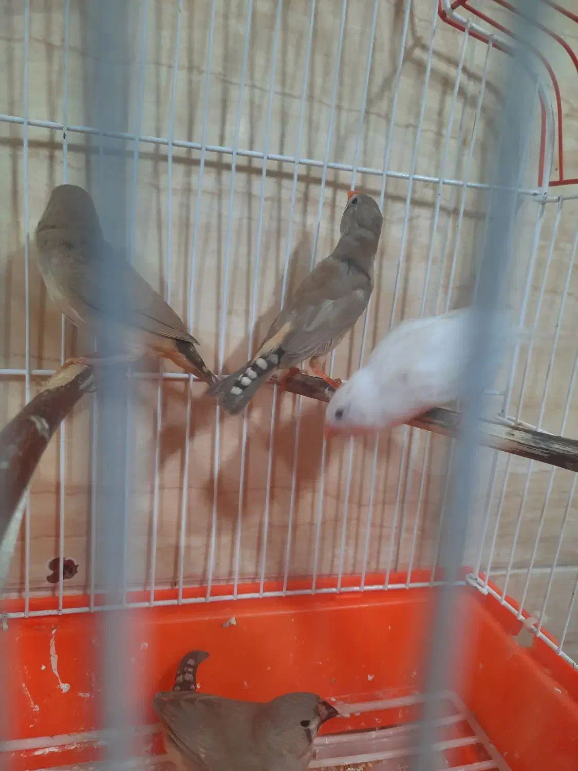 فنچ|پرنده|رشت, جماران|دیوار