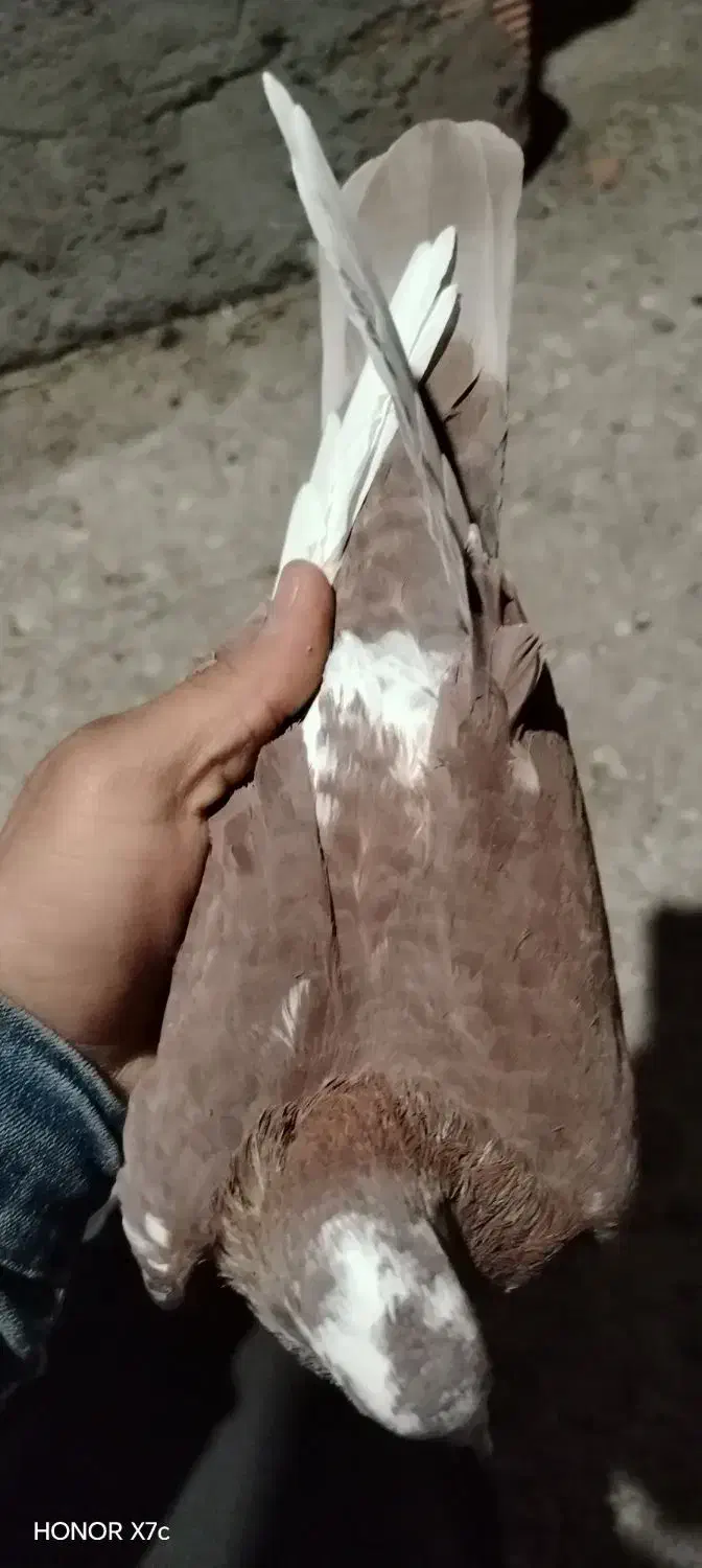 ماده گلی پلنگ|پرنده|کرمان, |دیوار