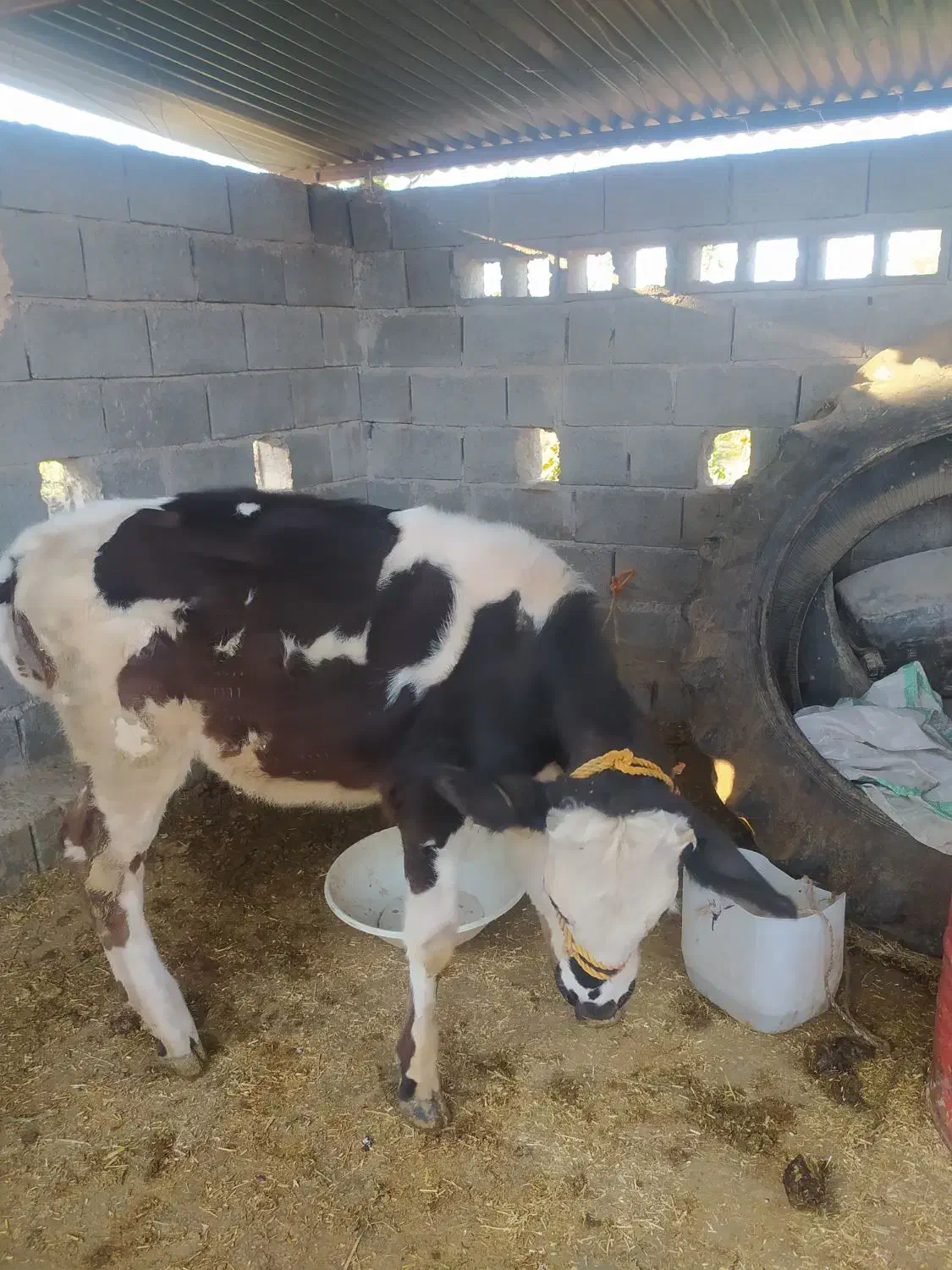 گاوهلشتان با گوساله ماده سمینتال|حیوانات مزرعه|میناب, |دیوار