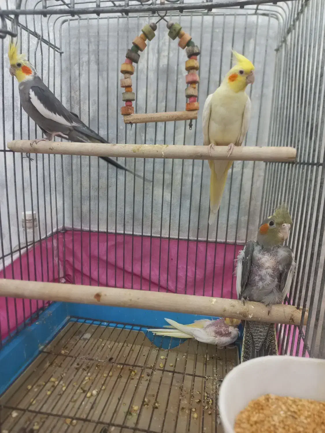 جفت عروس هلندی سخنگو مولد با جوجه|پرنده|اردبیل, |دیوار