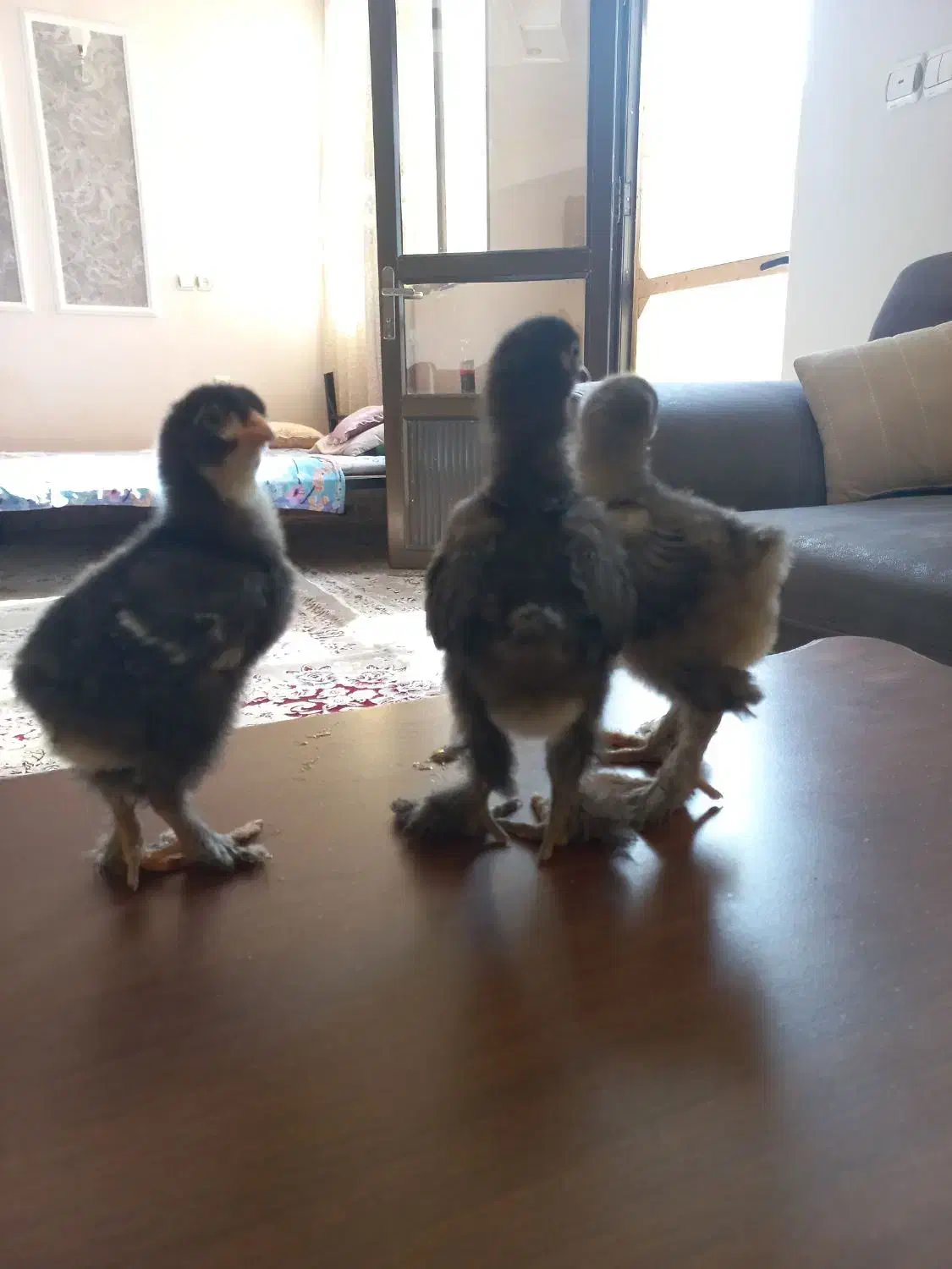 جوجه برهما بلک بلو کوکو|حیوانات مزرعه|مشهد, کارمندان دوم|دیوار