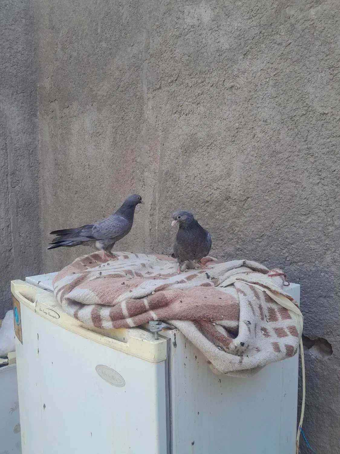 چندعدد کبوتر پربازی دار دورنگ|پرنده|گنبکی, |دیوار