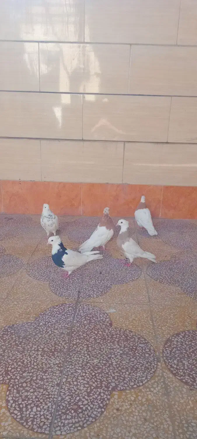 کبوتر طوقی|پرنده|بهبهان, |دیوار