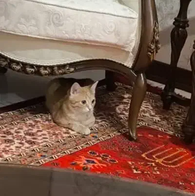 واگزاری *رایگان گربه*|گربه|قم, زنبیل آباد|دیوار