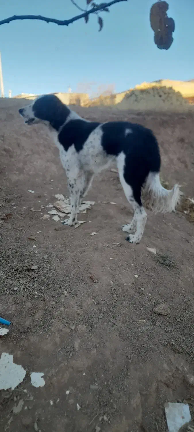 سگ نگهبان|سگ|سنقر, |دیوار