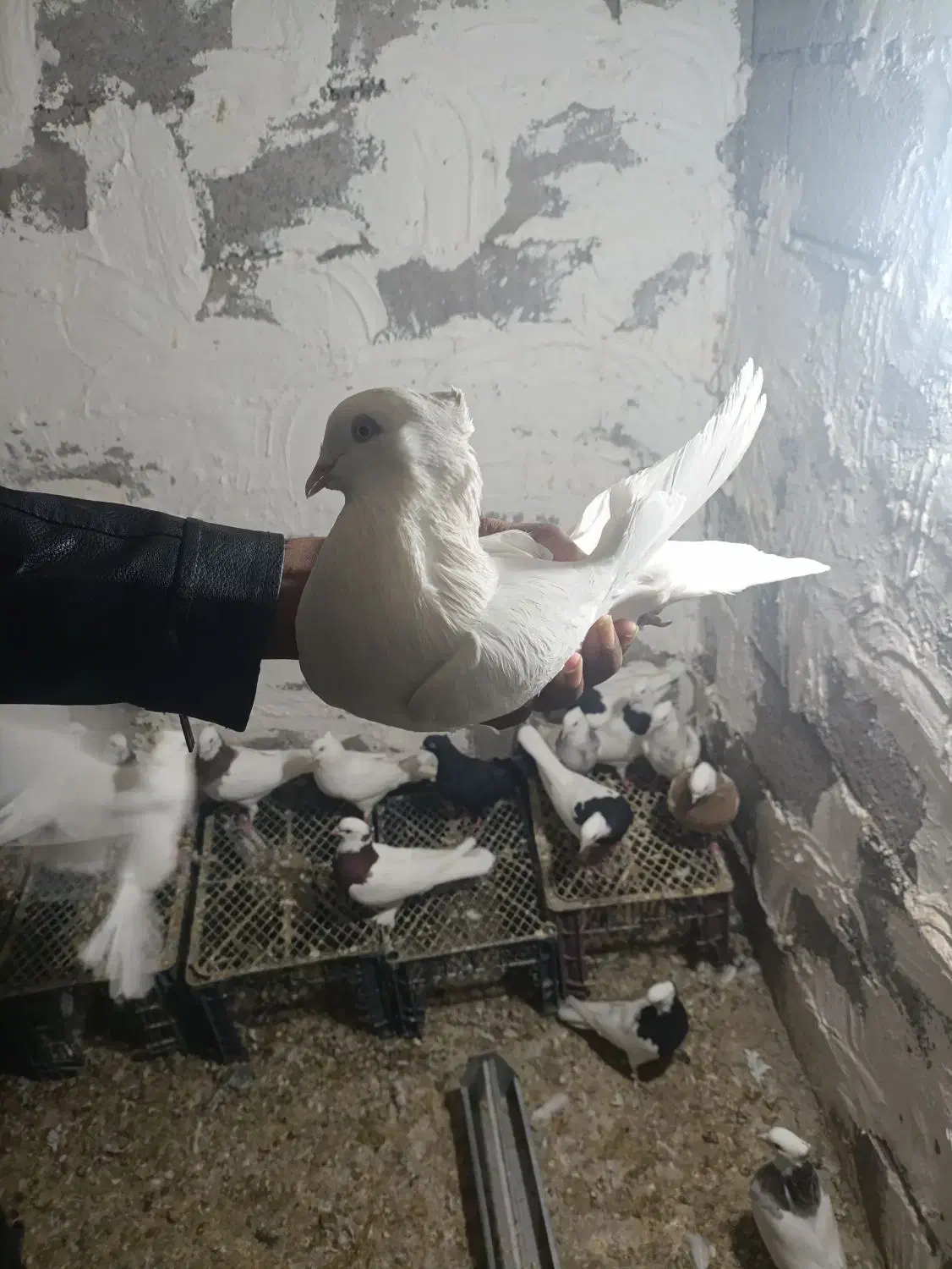 سفید چشم سفید نر|پرنده|نرماشیر, |دیوار