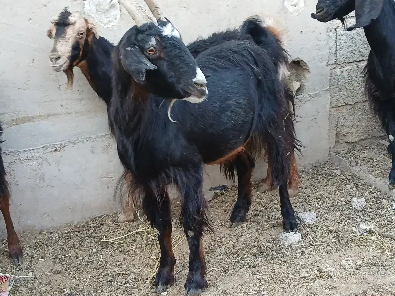 بز ‌|حیوانات مزرعه|طسوج, |دیوار