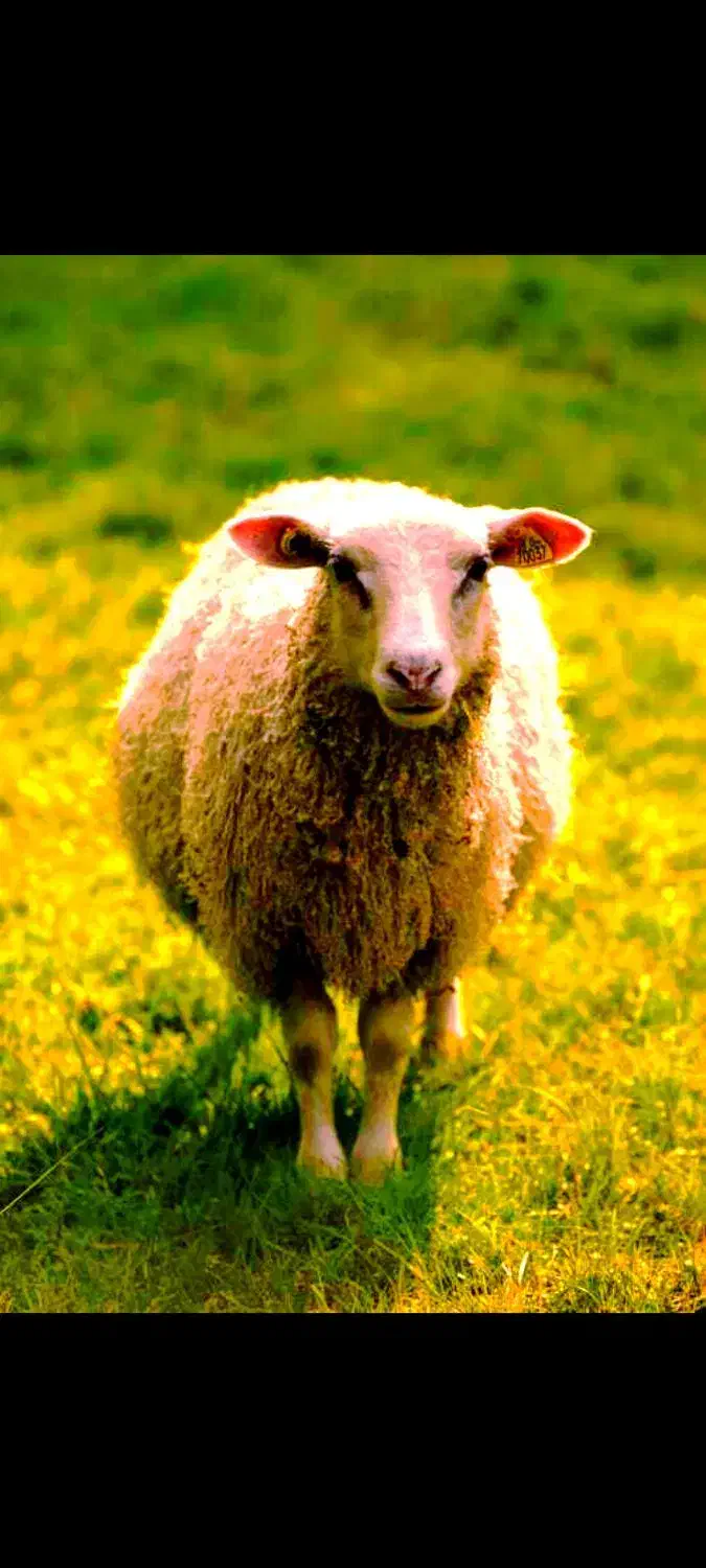 جشنواره*فروش گسترده دام زنده/گوساله گوسفند»خونی»|حیوانات مزرعه|مشهد, هفده شهریور|دیوار