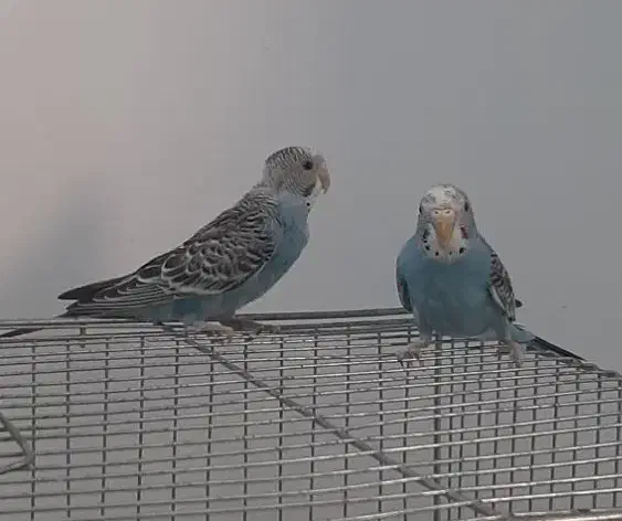 مرغ عشق جوان|پرنده|قم, پردیسان|دیوار