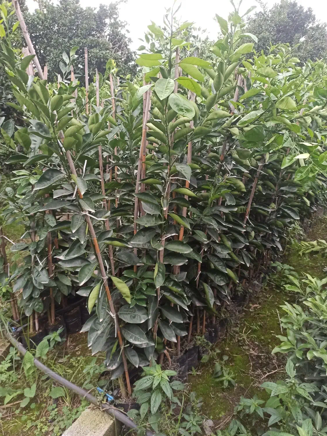 انواع نهال مرکبات|خدمات باغبانی و درختکاری|قائمشهر, |دیوار