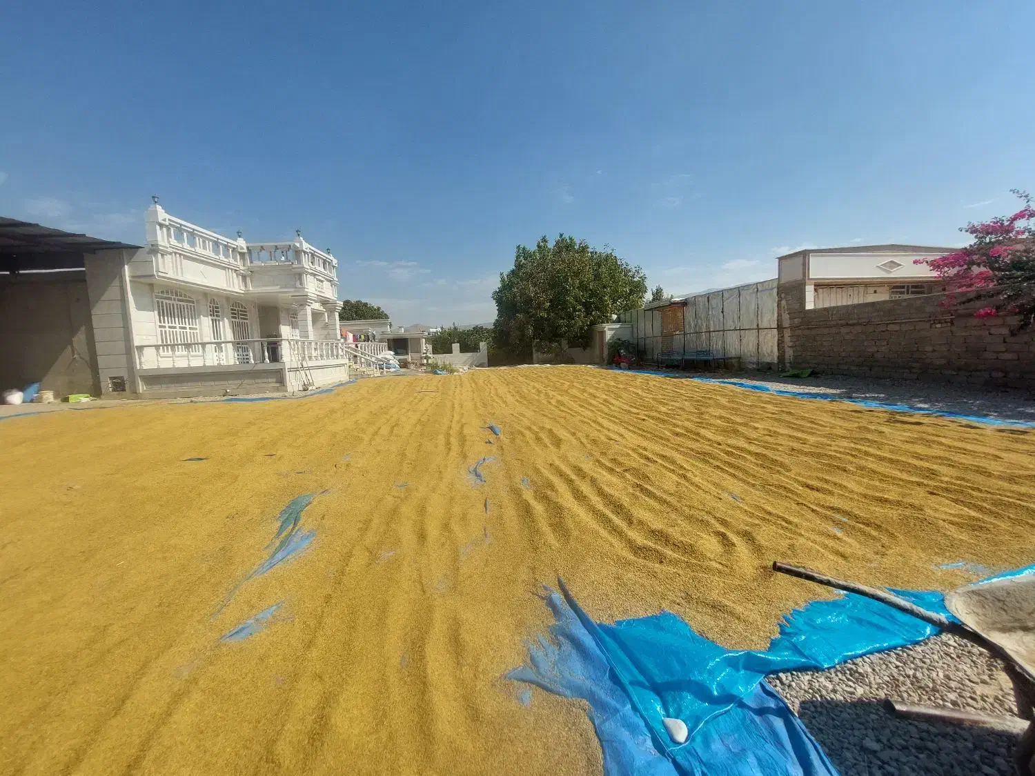 چلتوک درجه یک لنجونی|خوردنی و آشامیدنی|فیروزآباد (فارس), |دیوار