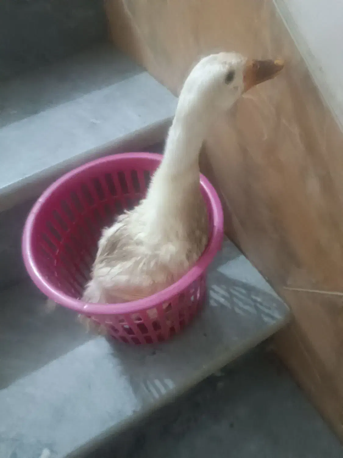 مرغابی اردک|حیوانات مزرعه|شیراز, پانصد دستگاه ارتش|دیوار