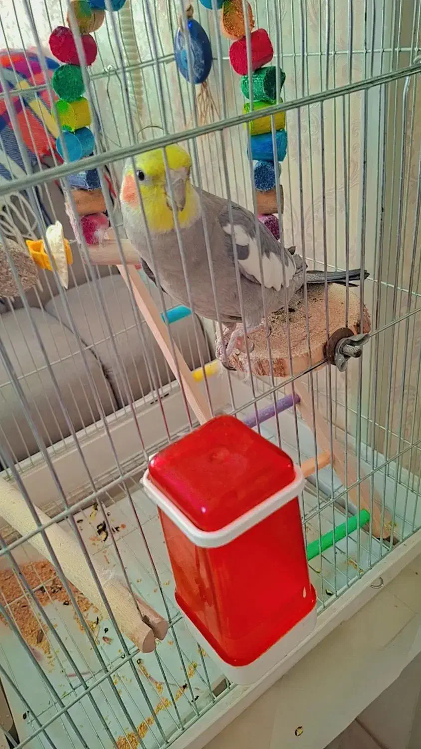 عروس هلندی نر سخن گو|پرنده|مرودشت, مسکن مهرگان|دیوار