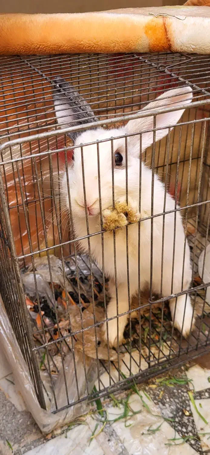 خرگوش|موش و خرگوش|خمینی‌شهر, |دیوار