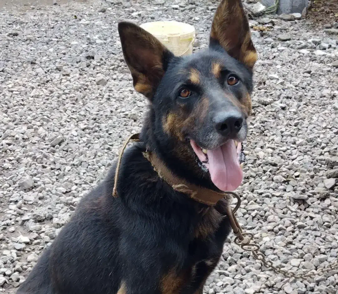 سگ ژرمن|سگ|خشکبیجار, |دیوار