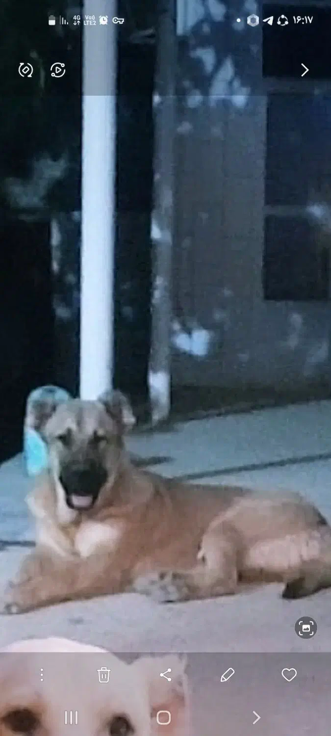 سرابی نسل بز دهکرد|سگ|شهرکرد, |دیوار