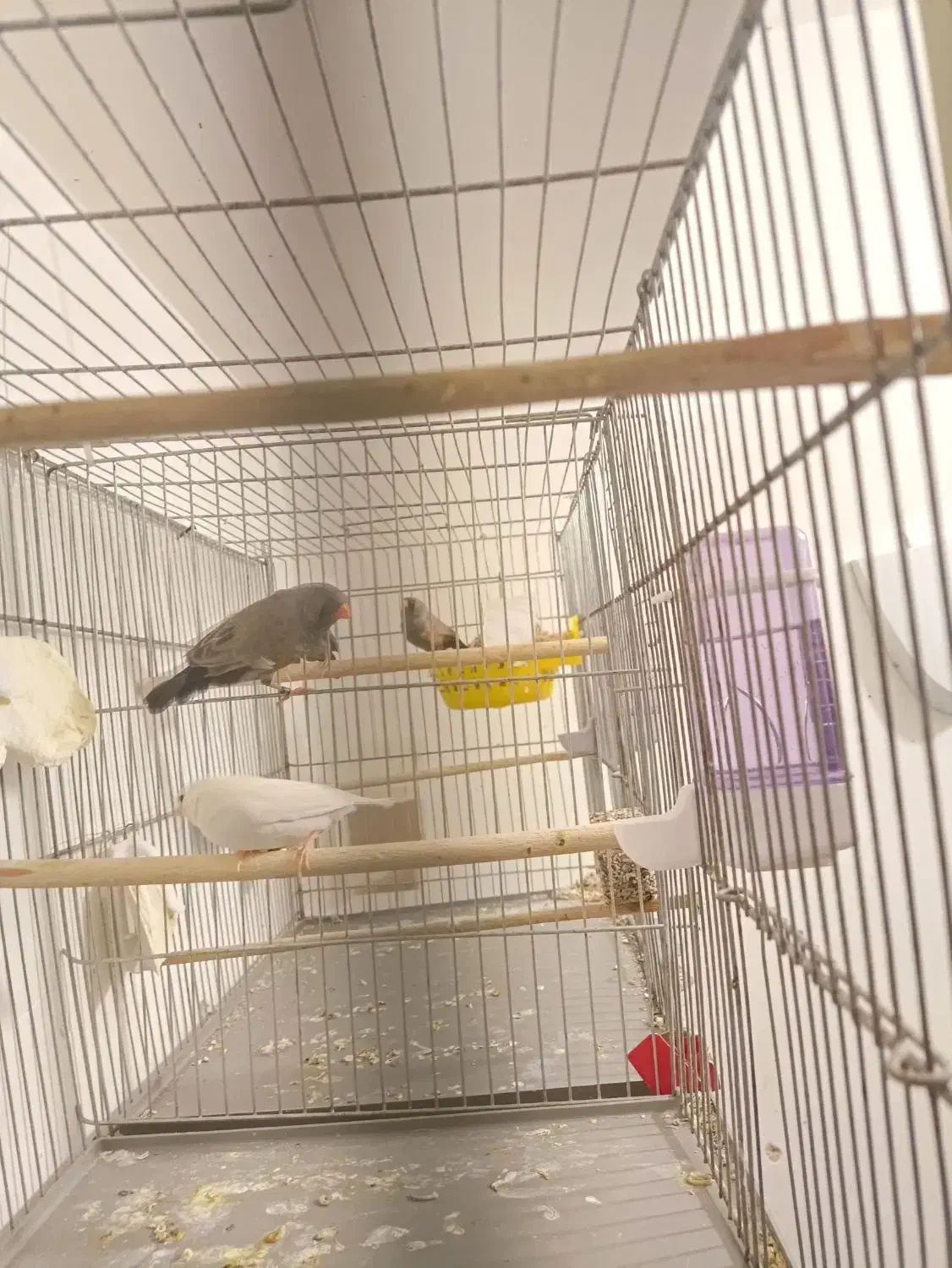 فنج شارکول ایمو پاستیلی اروپایی بنگالی و مصری|پرنده|صدرا-فارس, فاز ۱|دیوار