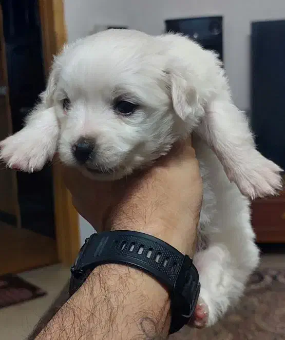 سگ مالتیز|سگ|قم, باجک سه|دیوار