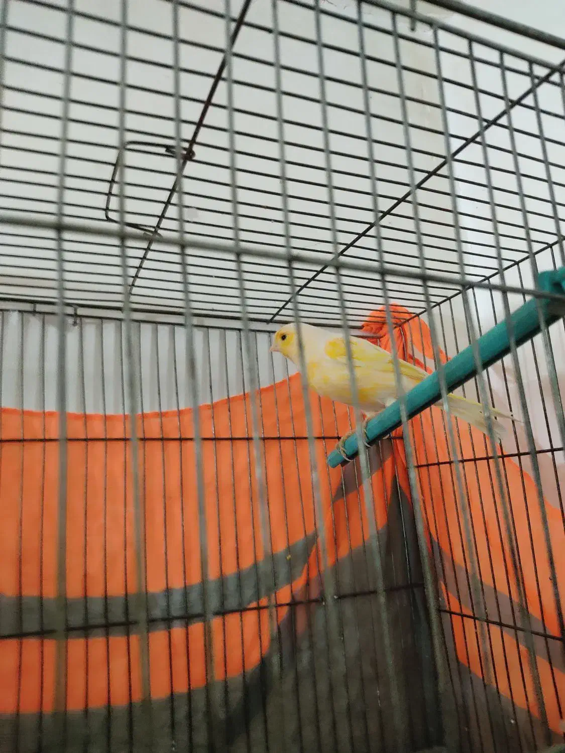 قناری|پرنده|خمین, |دیوار