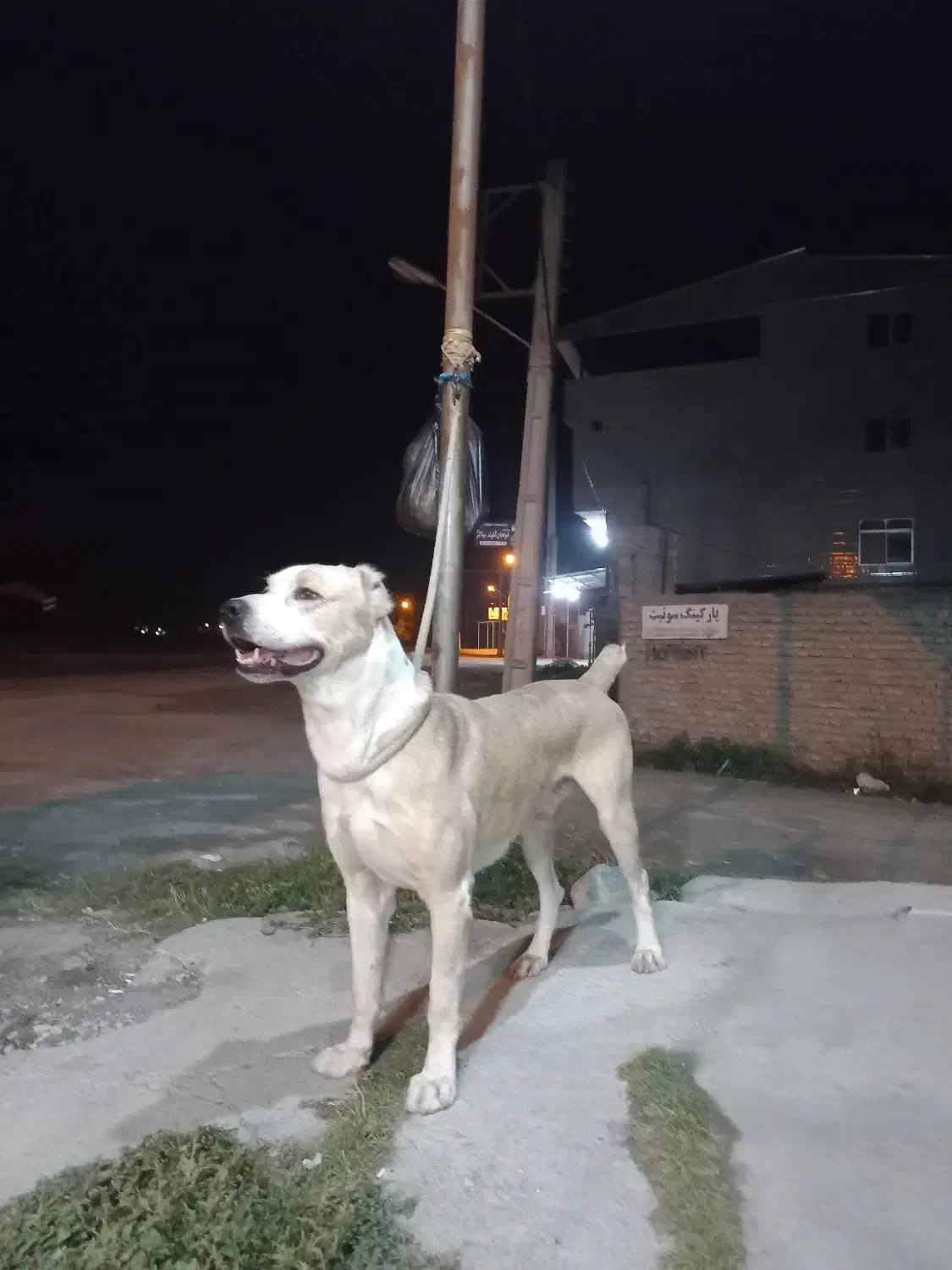 سگ گمشده|حیوانات|بندر ترکمن, |دیوار