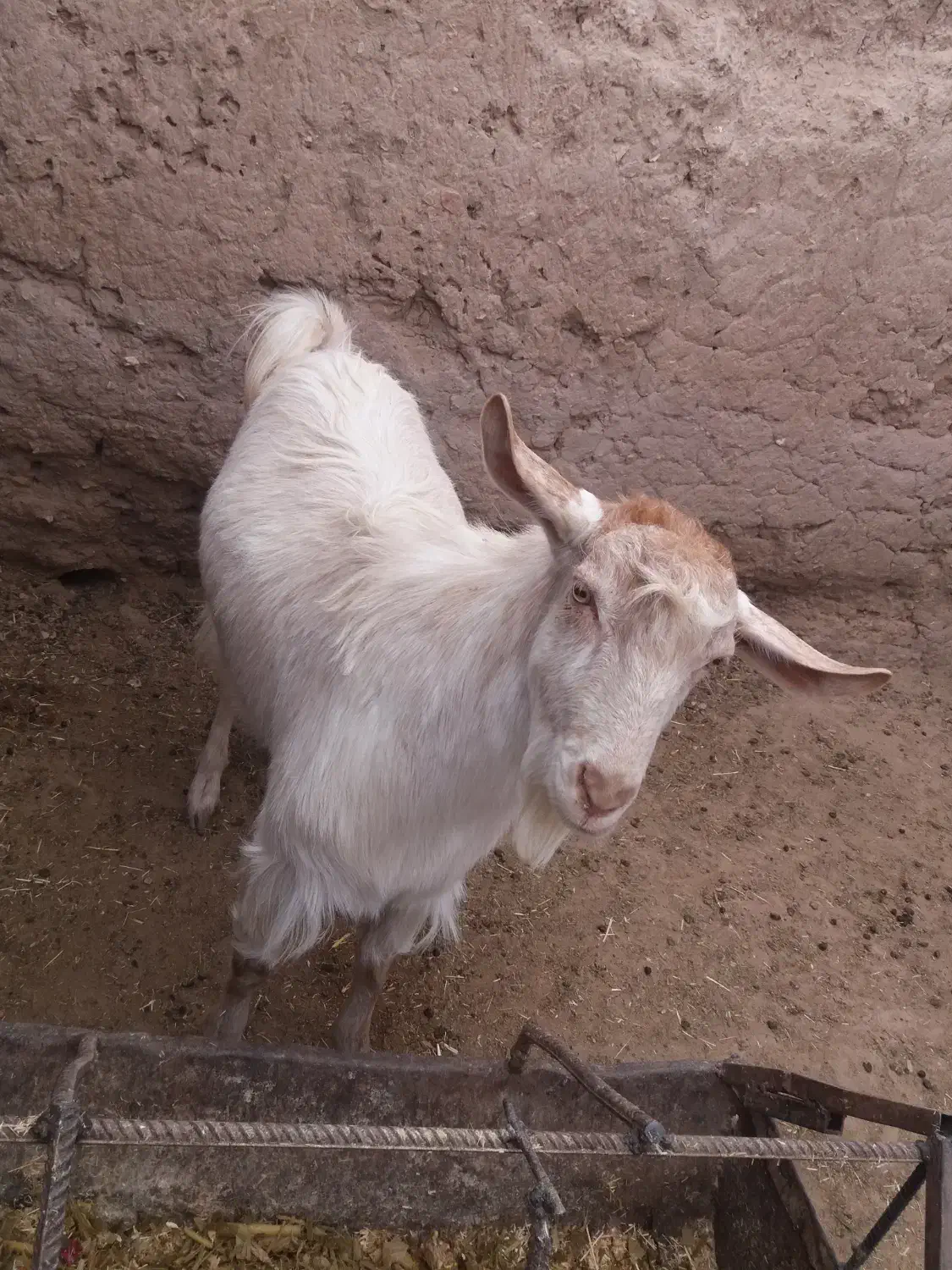 فروش یک راس بزغاله نرسانن|حیوانات مزرعه|زیرکوه, |دیوار