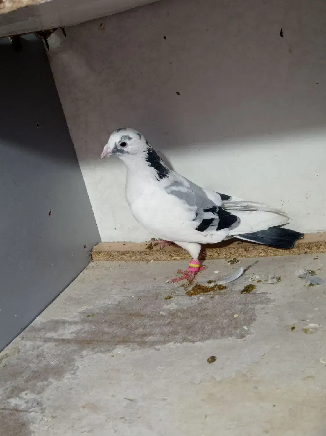 جفت پلنگ سبز . پرنده|حیوانات|گلبهار, شهر جدید گلبهار|دیوار