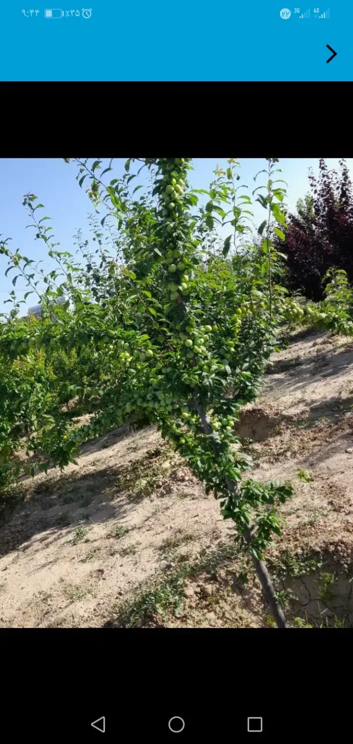 اجرای خدمات باغبانی صفر تا 100|خدمات باغبانی و درختکاری|مشهد, درزآب|دیوار