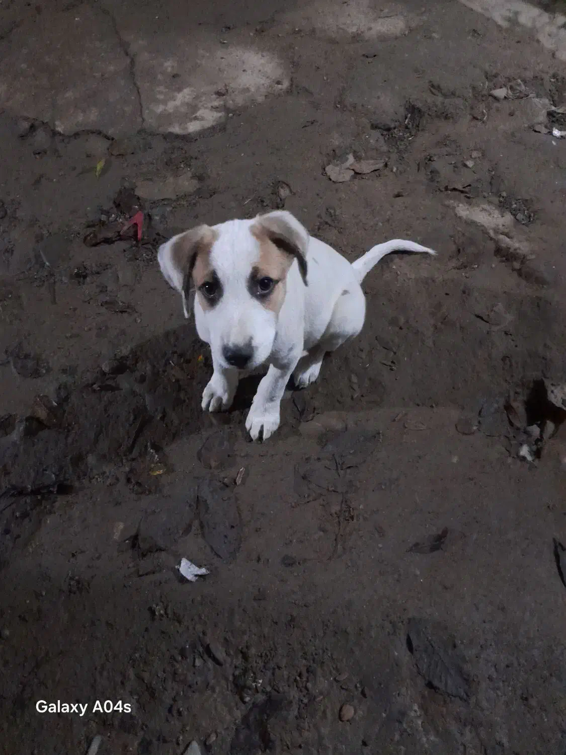 واگذاری سگ|سگ|گوراب زرمیخ, |دیوار