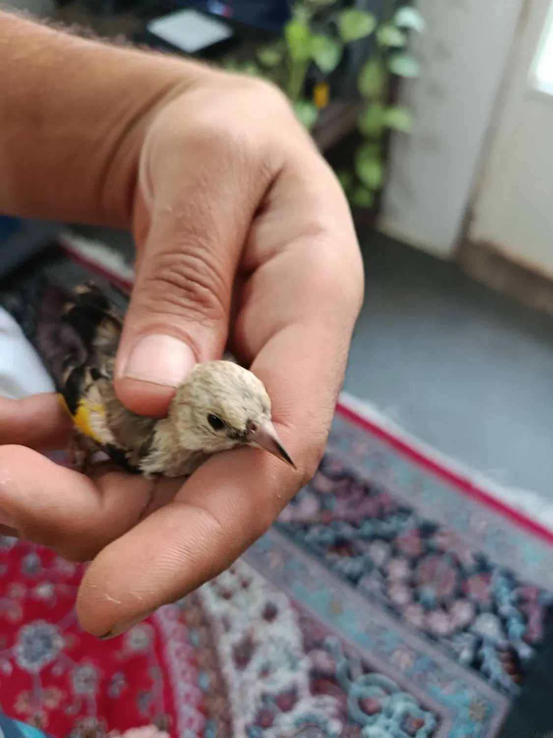 سهره|پرنده|شیراز, کفترک|دیوار