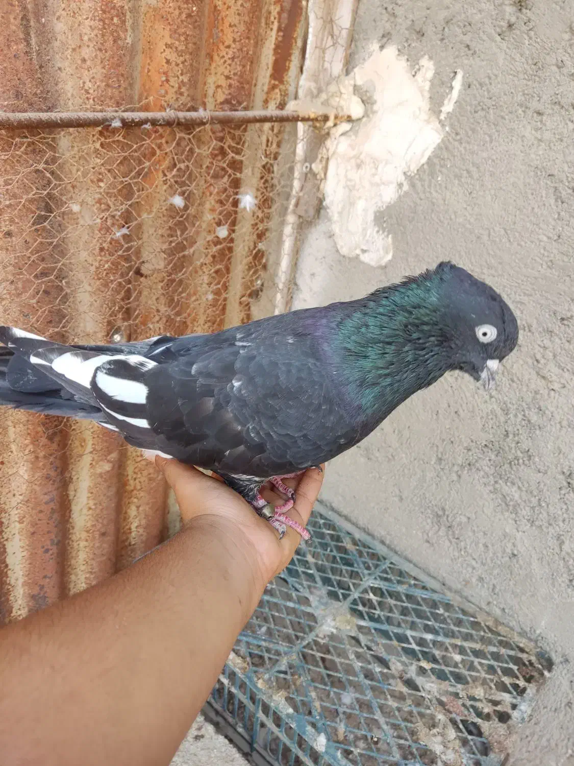 عسلویه|پرنده|عسلویه, |دیوار