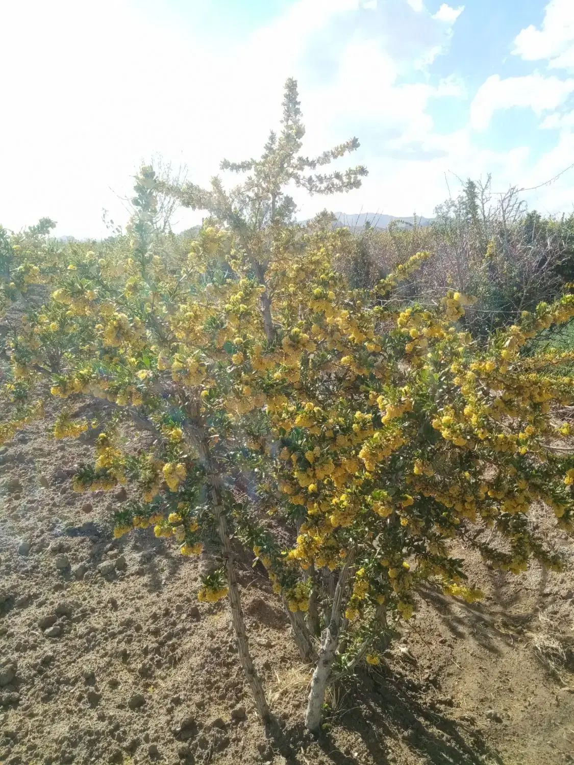 تصویر 5