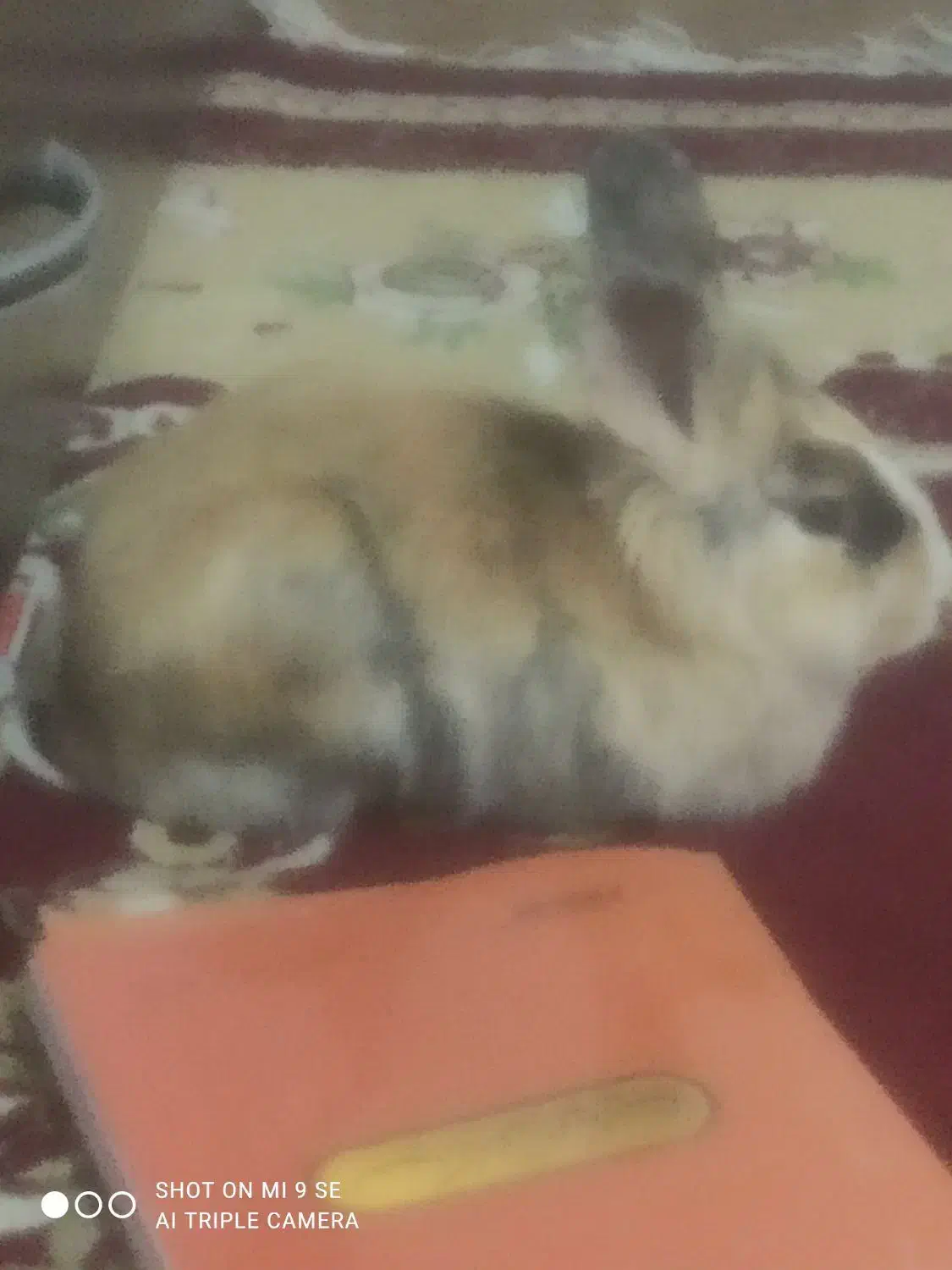 خرگوش|موش و خرگوش|یاسوج, |دیوار