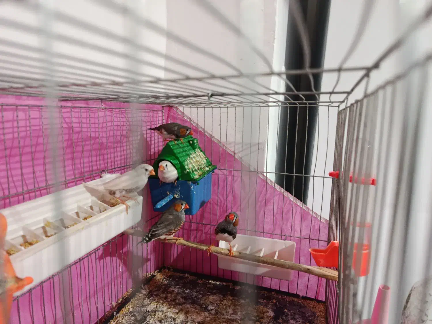 پرنده|پرنده|جوانرود, |دیوار