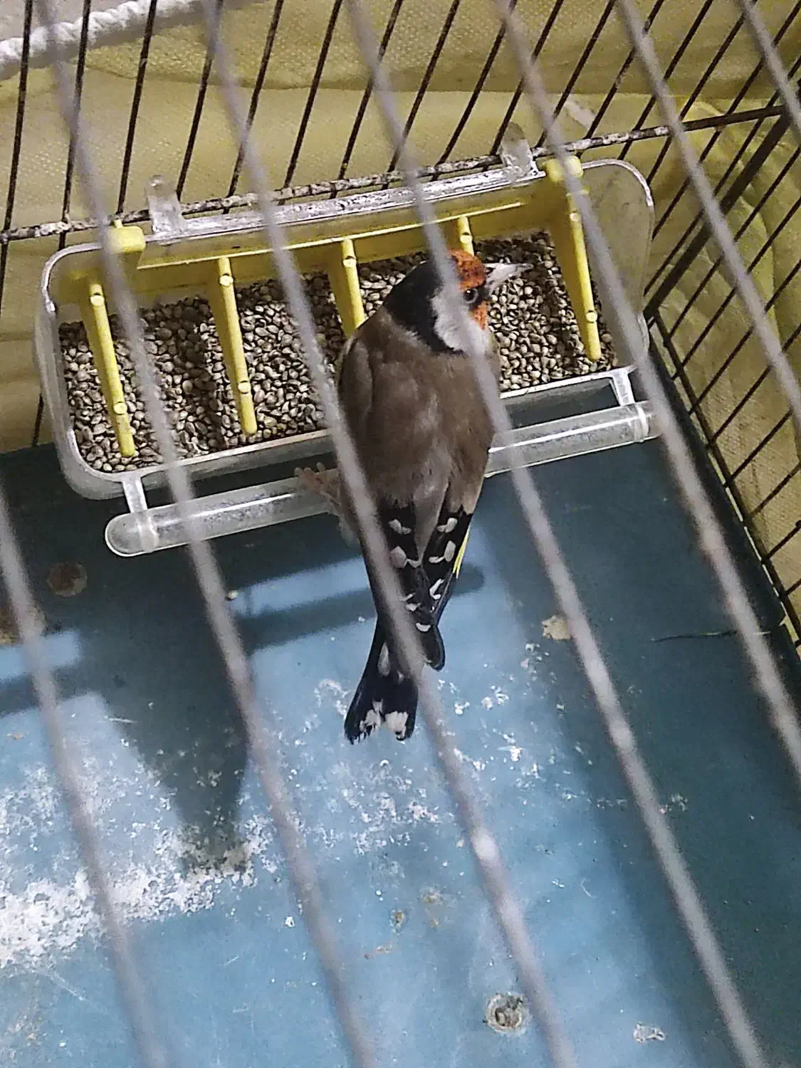 سهره|پرنده|سنندج, |دیوار