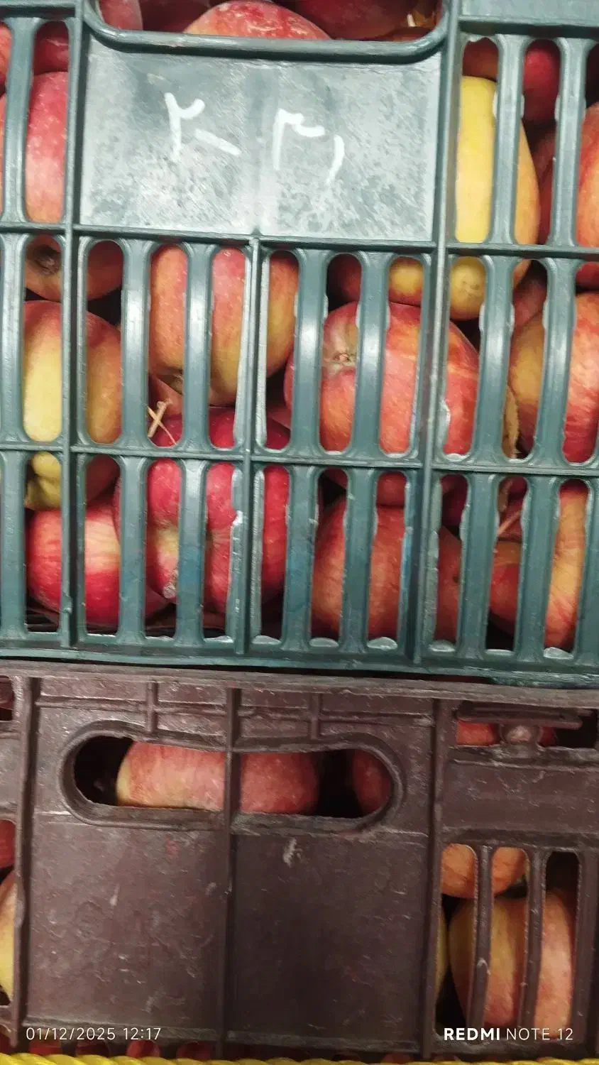 سیب درجه2قرمز و سفید|خوردنی و آشامیدنی|اشنویه, |دیوار