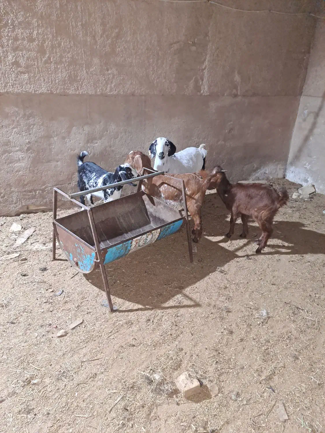 بزوکره|حیوانات مزرعه|یزد, |دیوار