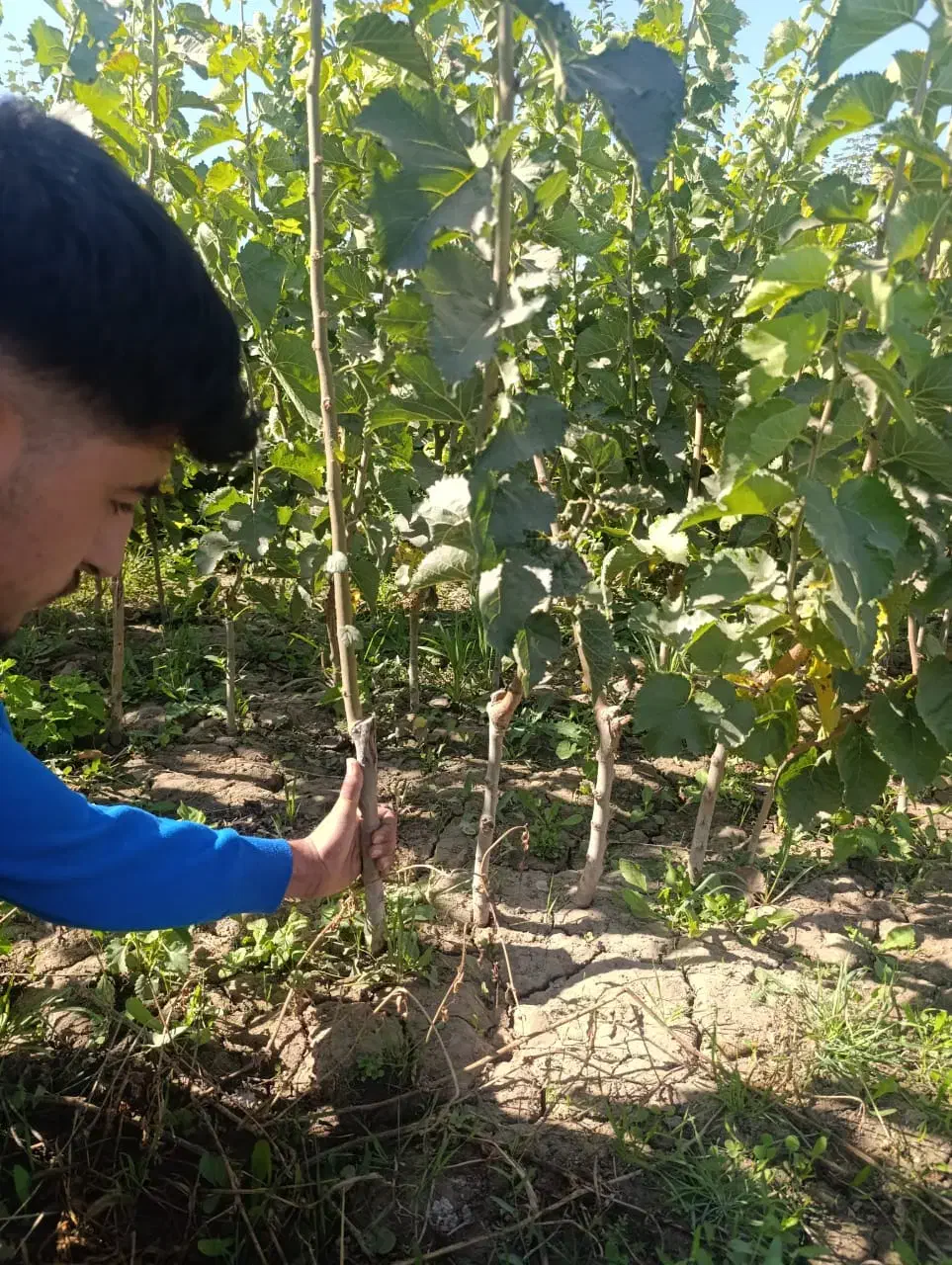 جشنواره فروش نهـال|خدمات باغبانی و درختکاری|سردشت, |دیوار