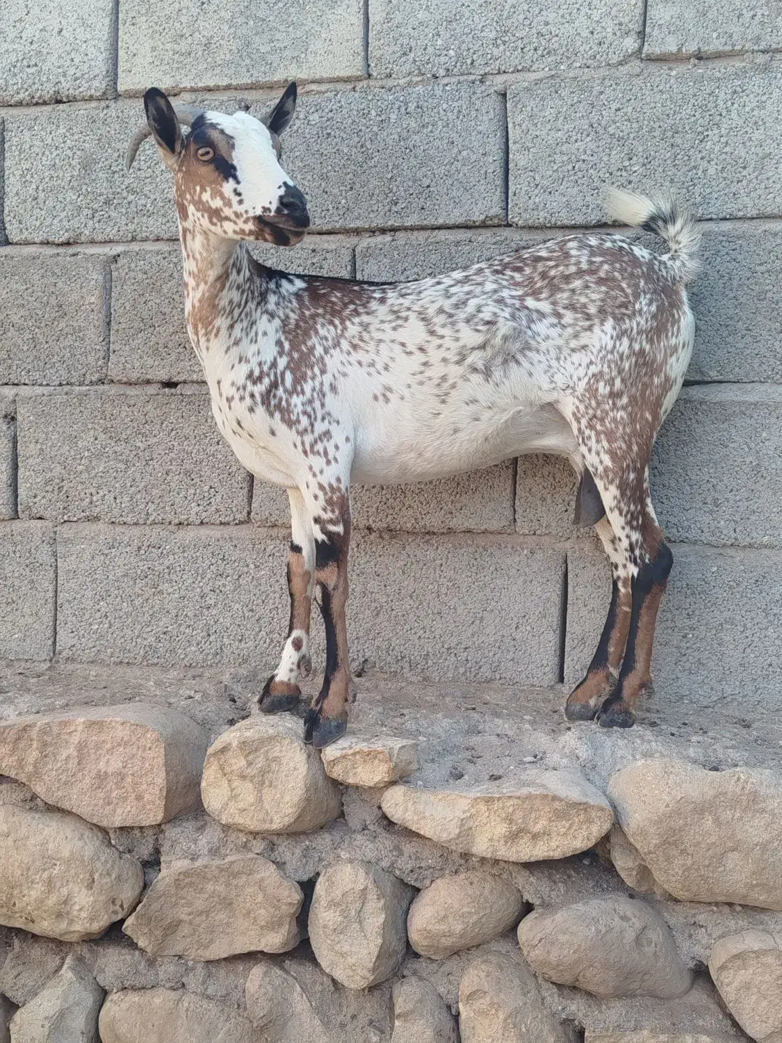 بزنقشی|حیوانات مزرعه|بندرعباس, |دیوار