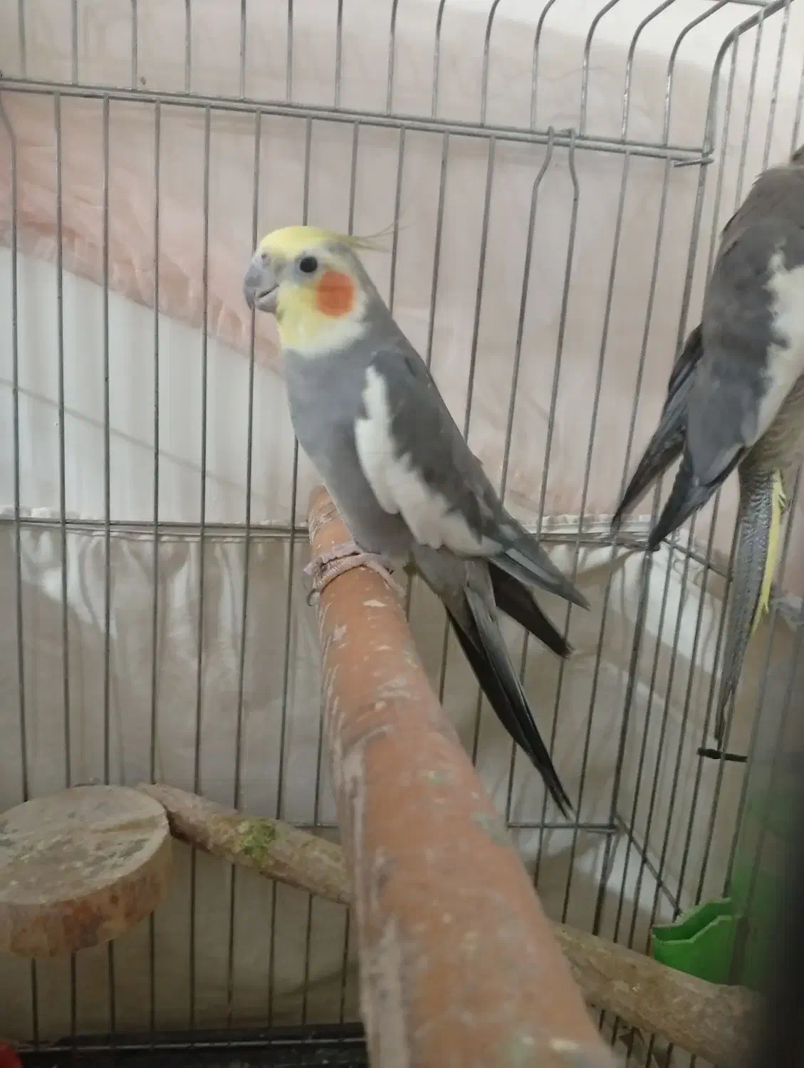 عروس هلندی. جفت|پرنده|رباطکریم, رباطکریم|دیوار