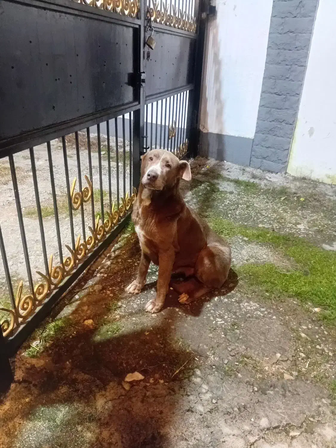 بیت پول|سگ|چالوس, |دیوار